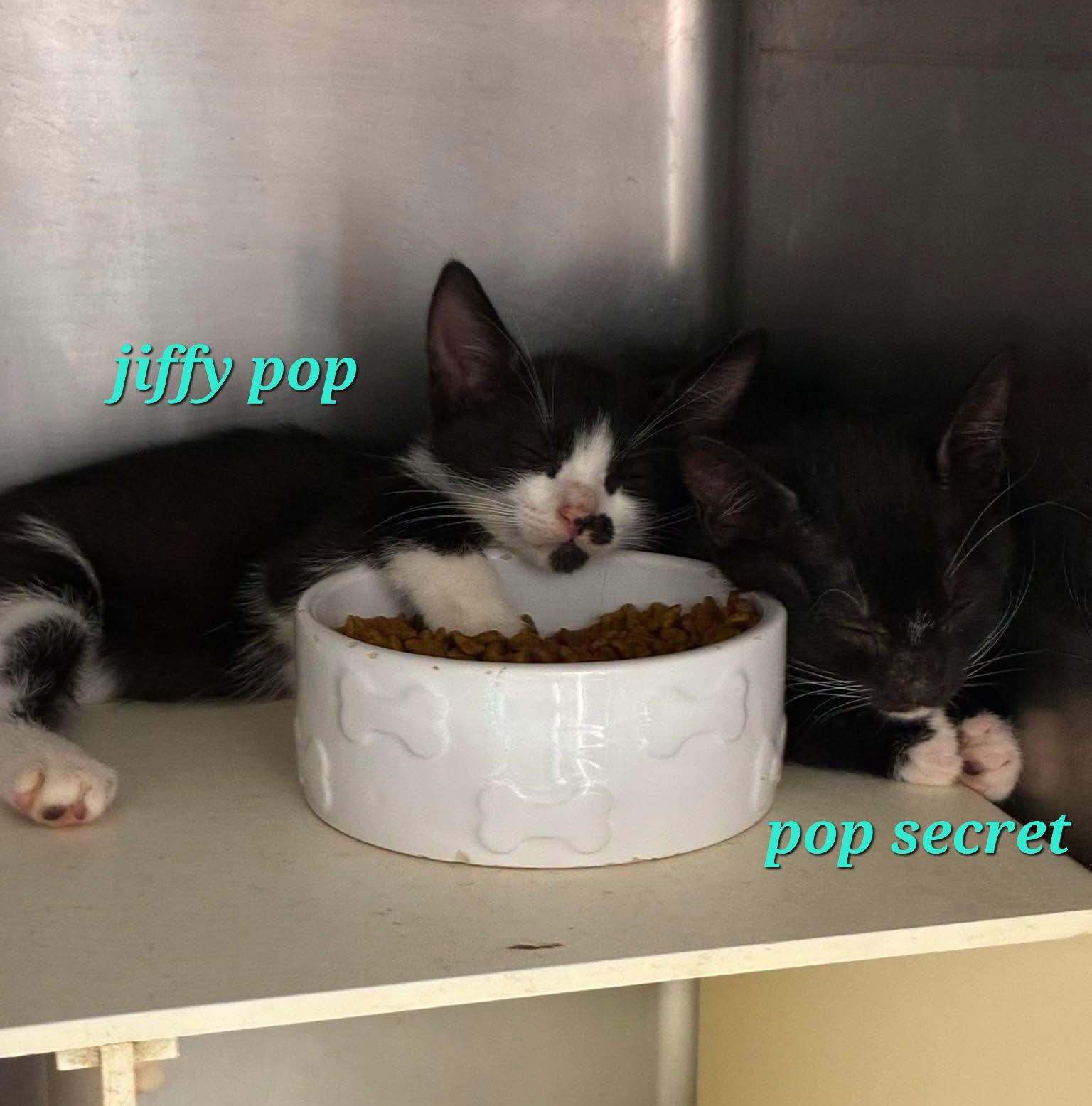 Popcorn Kittens - Jiffy Pop & Pop Secret, Adoptable, Kitten Male Domestic Short Hair.