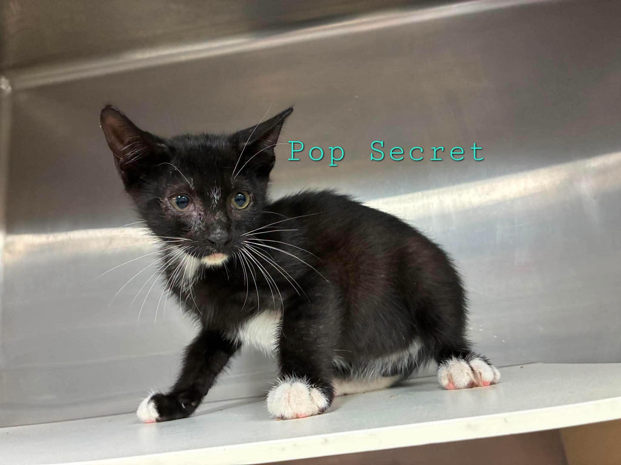 Enlarge Popcorn Kittens - Jiffy Pop & Pop Secret, a Adoptable Domestic Short Hair in Lake Hopatcong, NJ image 3/3