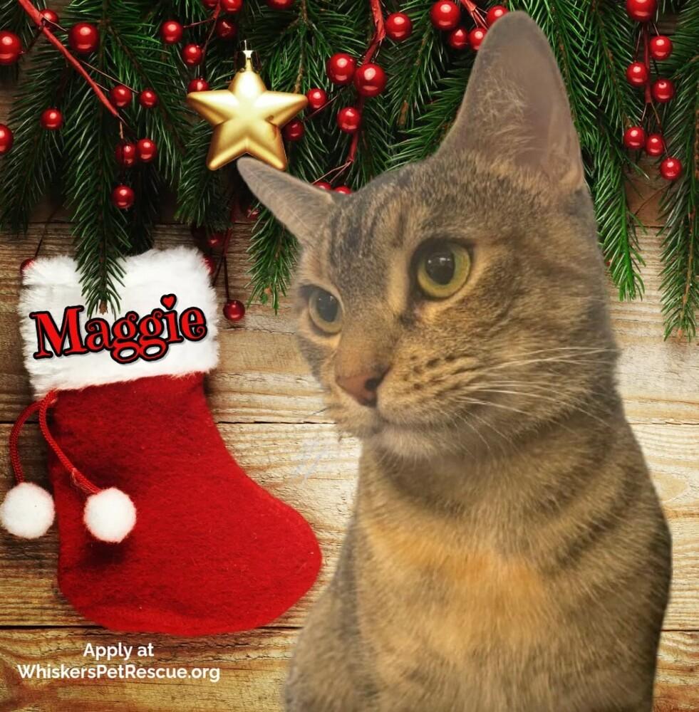 Enlarge MAGGIE, a Adoptable mixed breed in Southbury, CT image 1/5