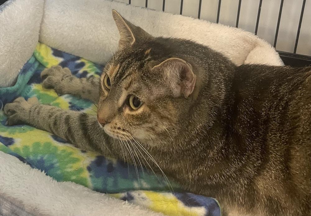 W2 MAGGIE, Adoptable, Adult Female Domestic Short Hair.