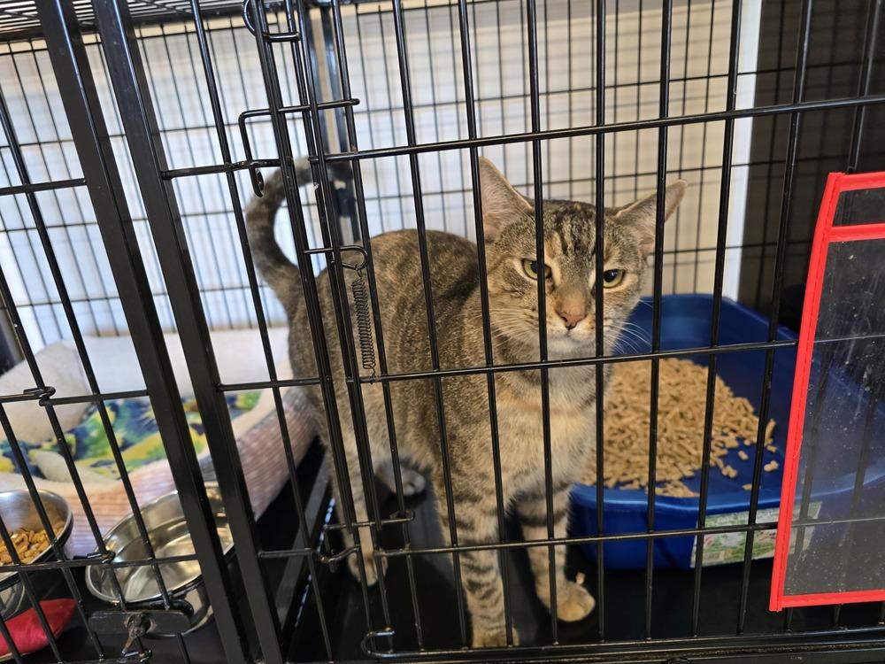 Enlarge MAGGIE, a Adoptable mixed breed in Southbury, CT image 3/5