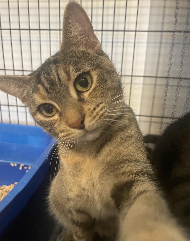 Enlarge MAGGIE, a Adoptable mixed breed in Southbury, CT image 4/5