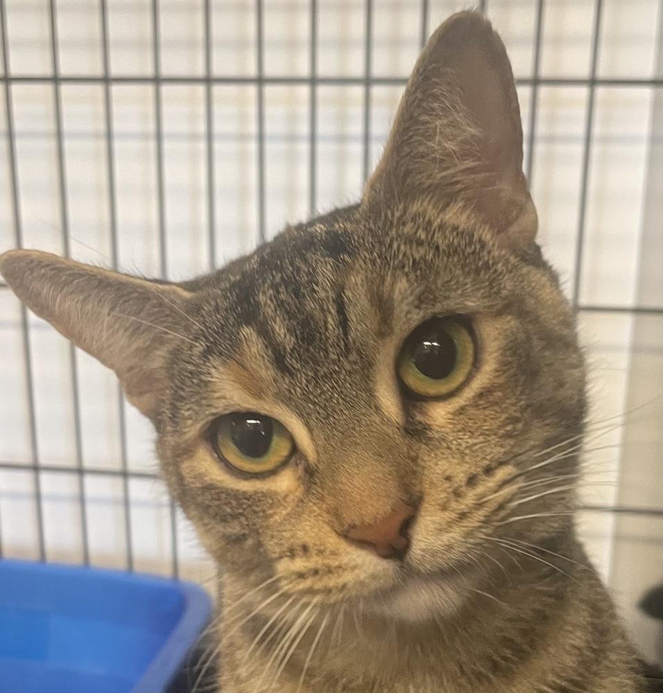 Enlarge MAGGIE, a Adoptable mixed breed in Southbury, CT image 5/5