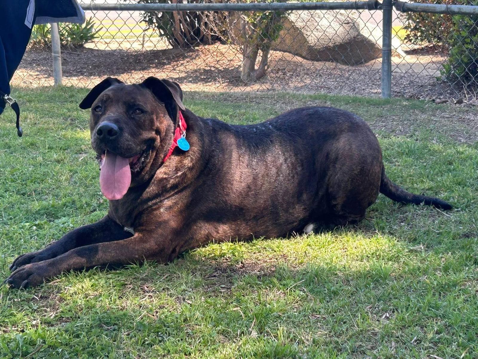 Enlarge Larry, a Adoptable Pit Bull Terrier in Sparks, NV image 2/4