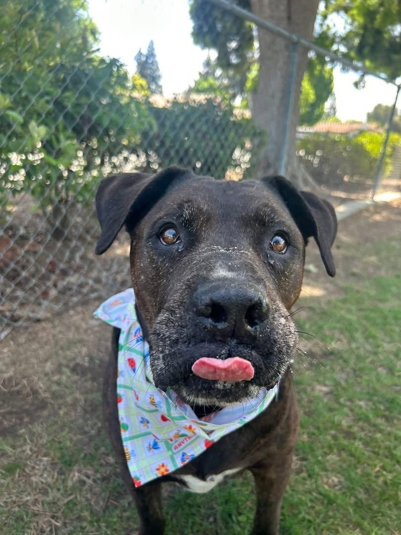 Enlarge Larry, a Adoptable Pit Bull Terrier in Sparks, NV image 3/4