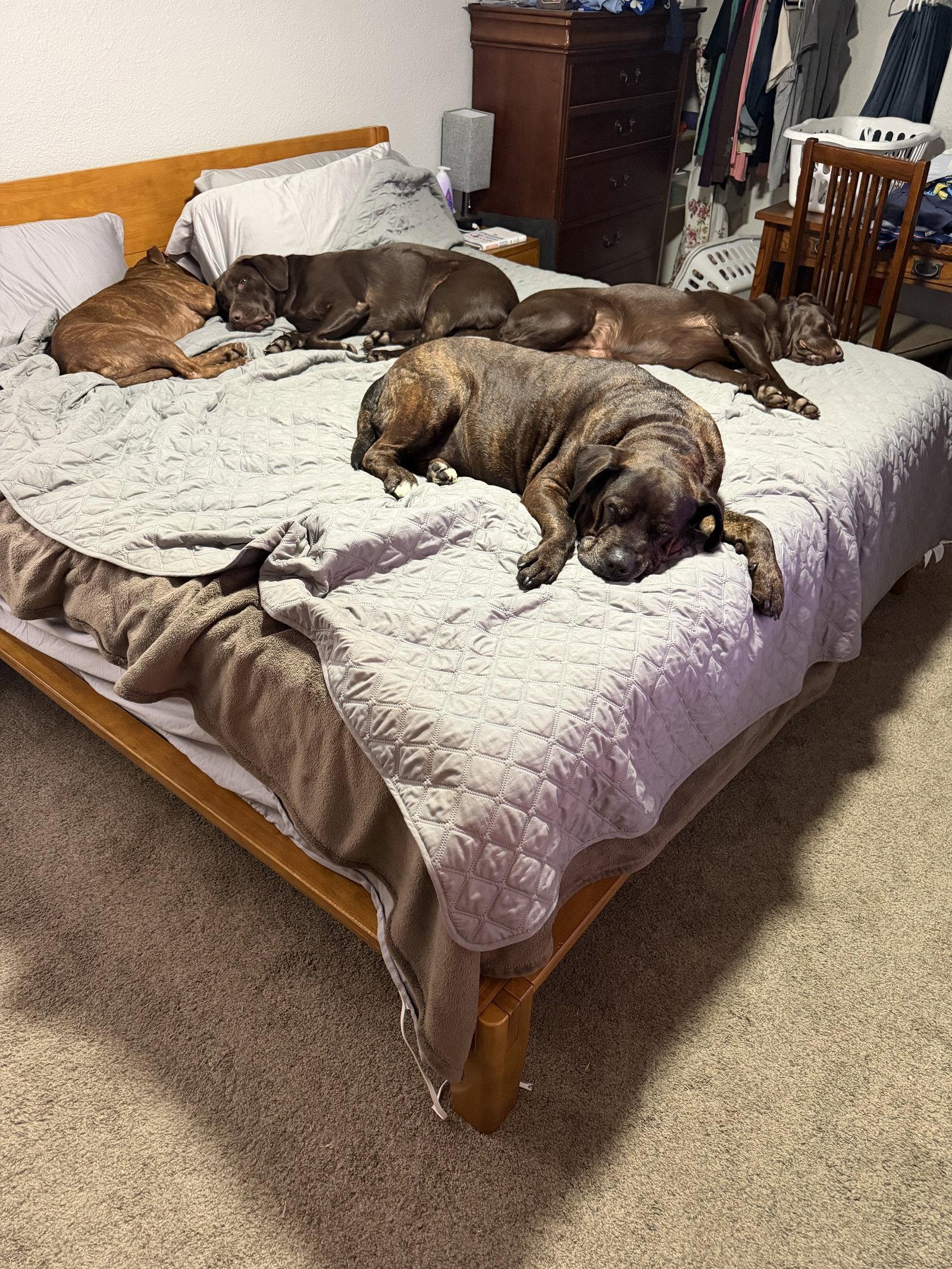 Enlarge Larry, a Adoptable Pit Bull Terrier in Sparks, NV image 4/4