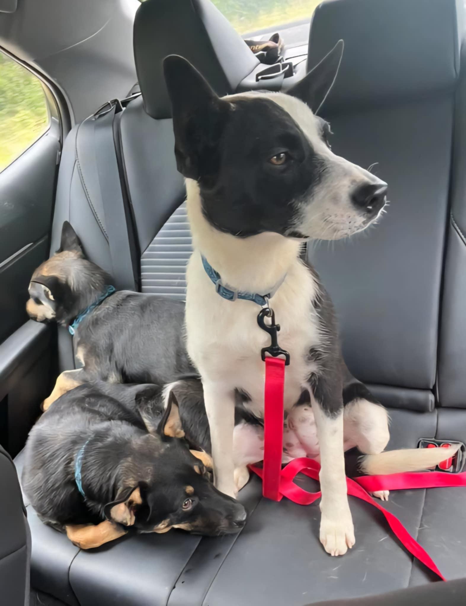 Lady, a Adopted mixed breed in Hagerstown, MD image 3/4