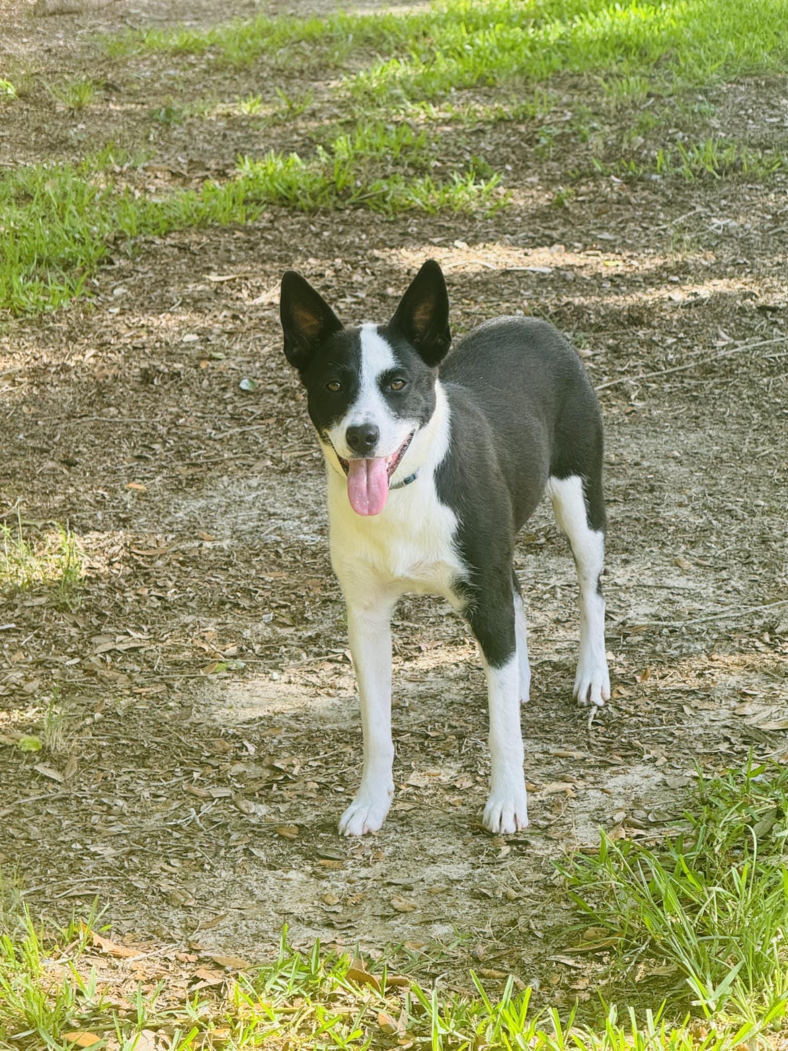Lady, a Adopted mixed breed in Hagerstown, MD image 4/4