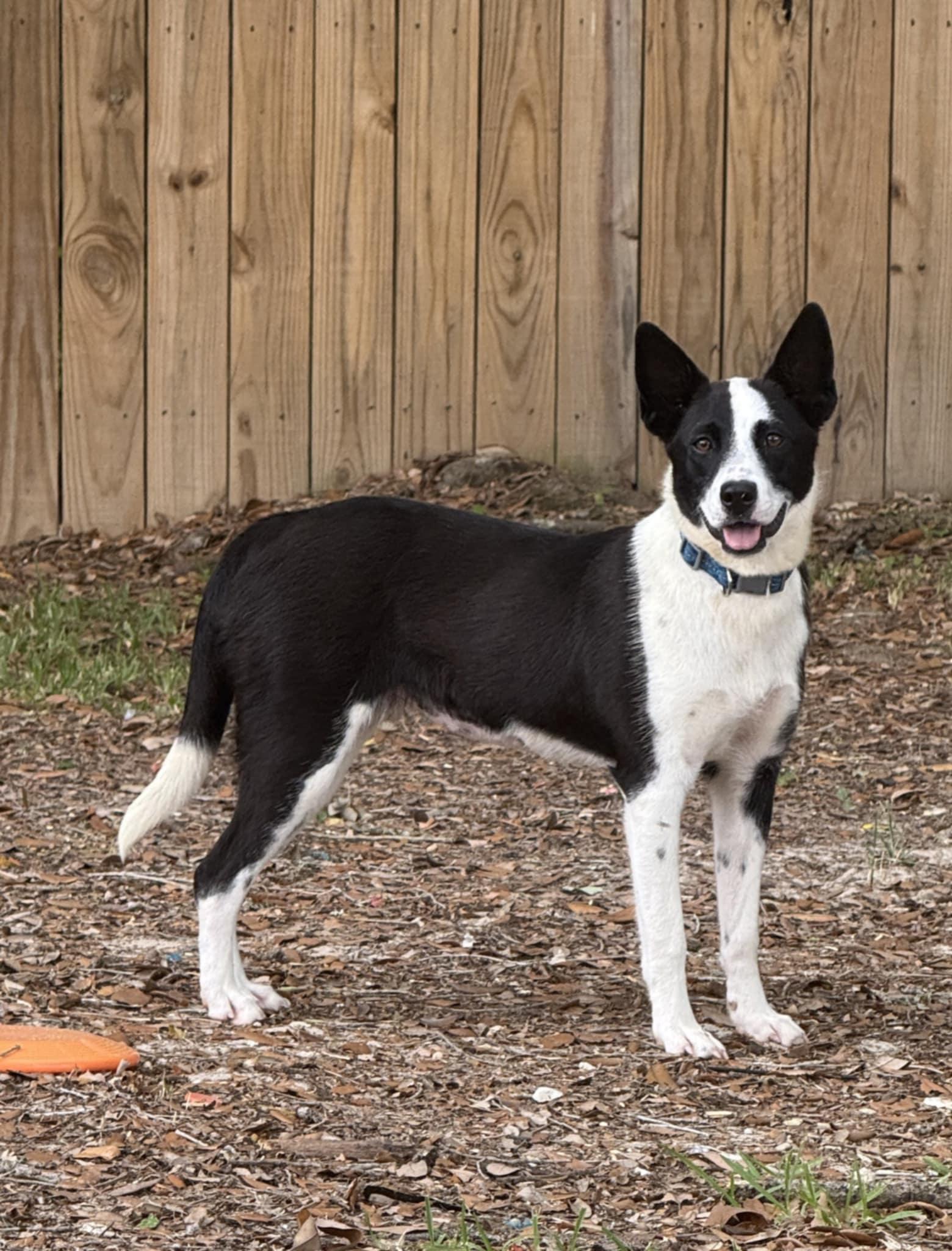 Lady, Adopted, Young Female Border Collie.