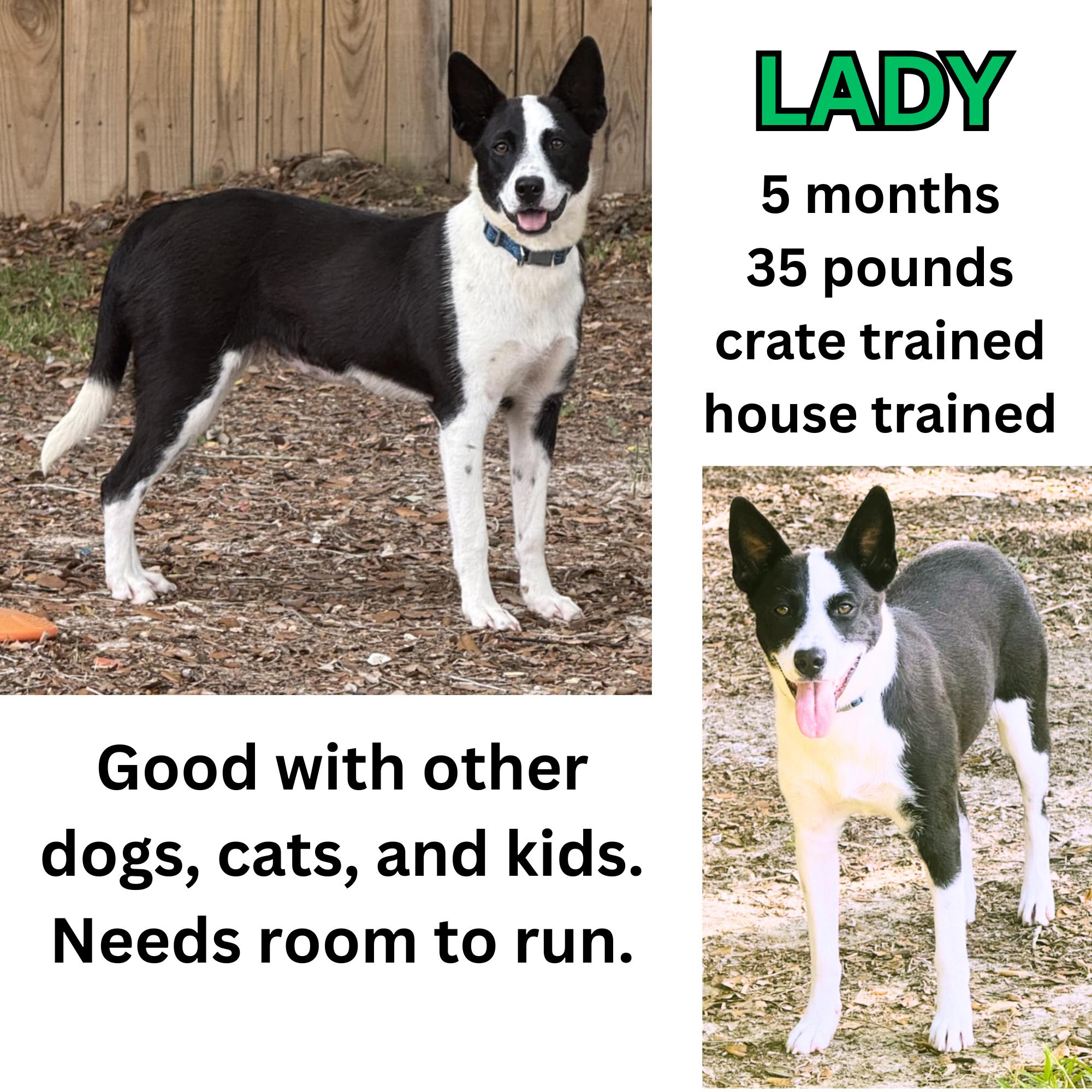 Lady, a Adopted mixed breed in Hagerstown, MD image 2/4