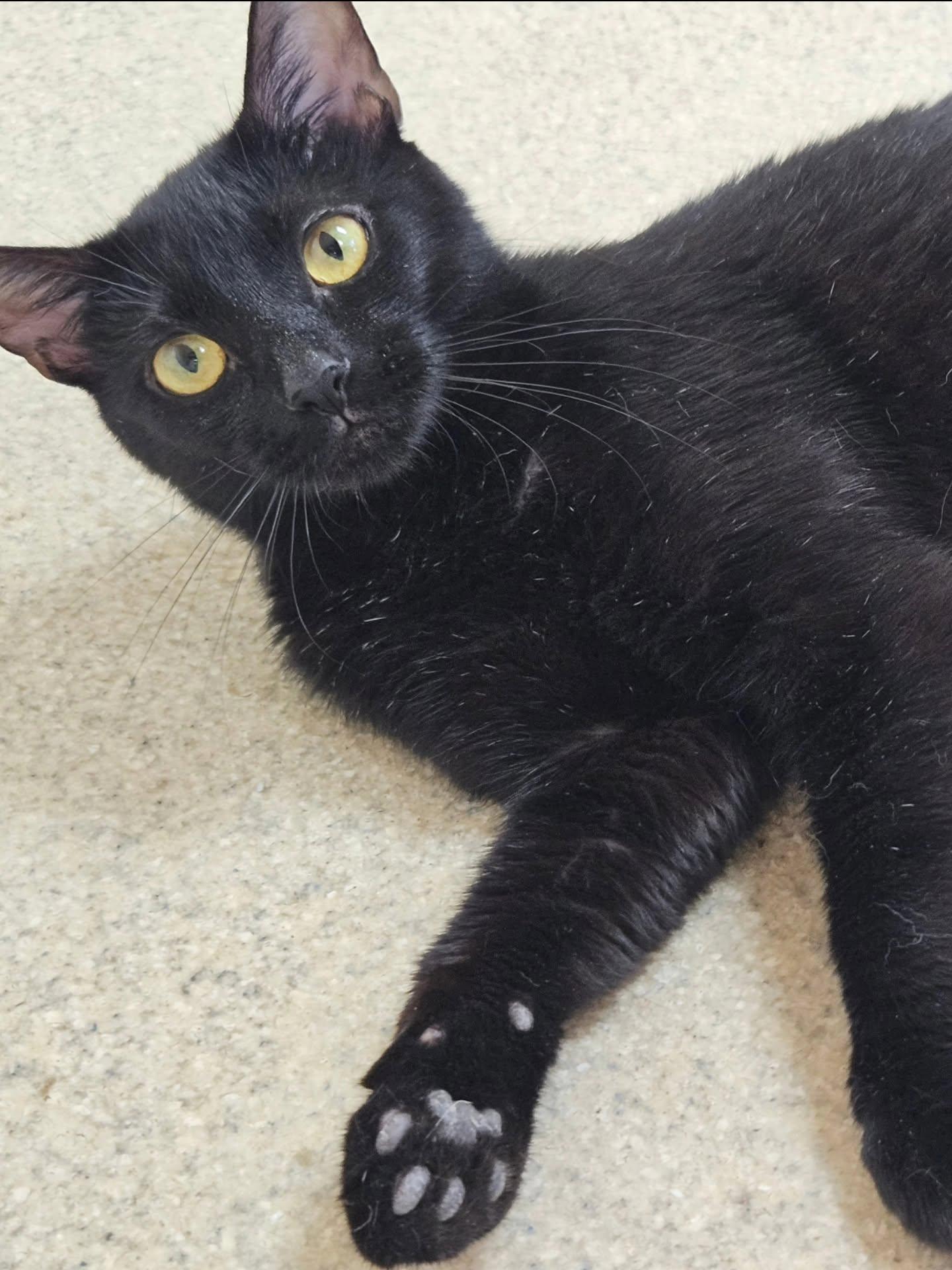 Enlarge Goldie, a Adoptable Domestic Short Hair in Westbrook, CT image 2/4