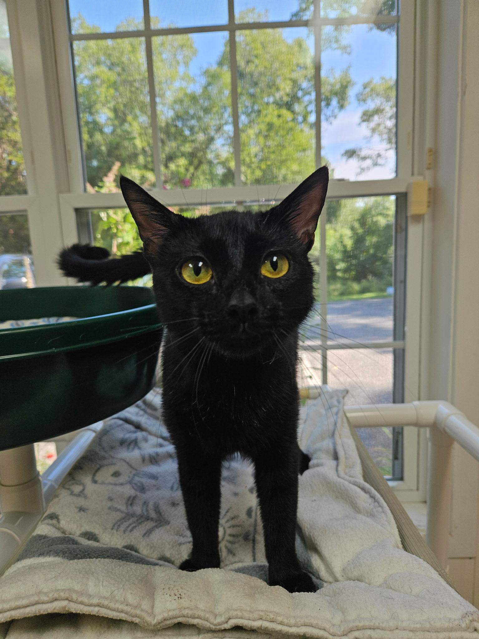 Enlarge Goldie, a Adoptable Domestic Short Hair in Westbrook, CT image 1/4