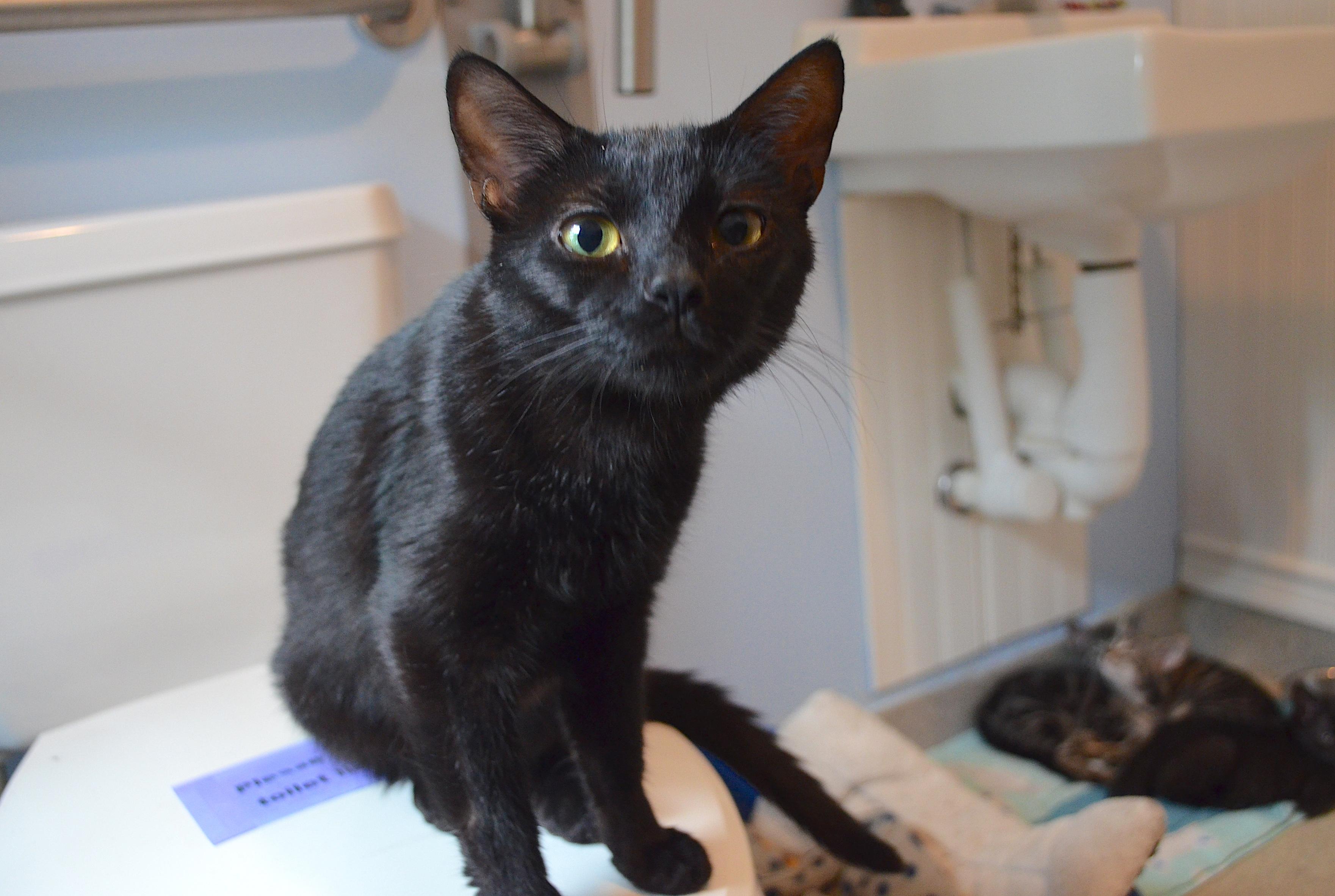 Enlarge Goldie, a Adoptable Domestic Short Hair in Westbrook, CT image 3/4