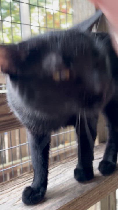 Enlarge Goldie, a Adoptable Domestic Short Hair in Westbrook, CT video 4/4