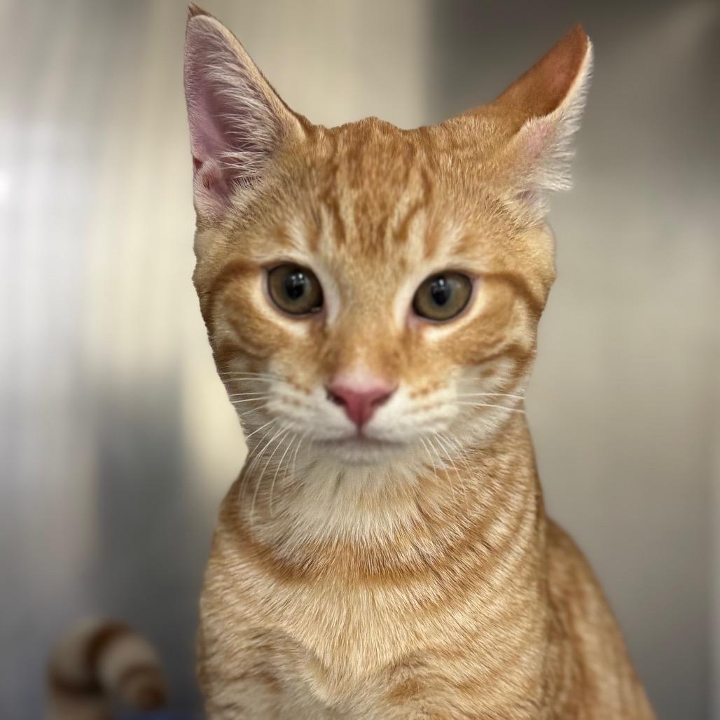 Eyrie, a Adoptable Domestic Short Hair in Auburn, AL image 1/5