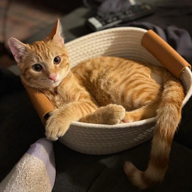 Eyrie, a Adoptable Domestic Short Hair in Auburn, AL image 2/5