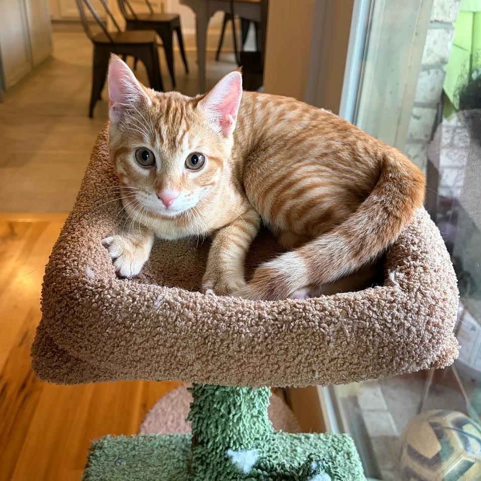 Eyrie, a Adoptable Domestic Short Hair in Auburn, AL image 4/5