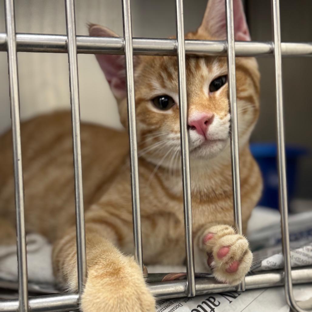 Eyrie, a Adoptable Domestic Short Hair in Auburn, AL image 5/5