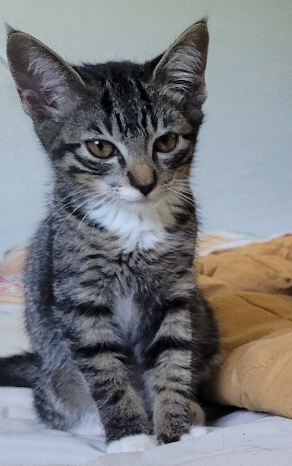 Enlarge Rocky Road, a Adopted Tabby in Saint Pete Beach, FL image 2/3