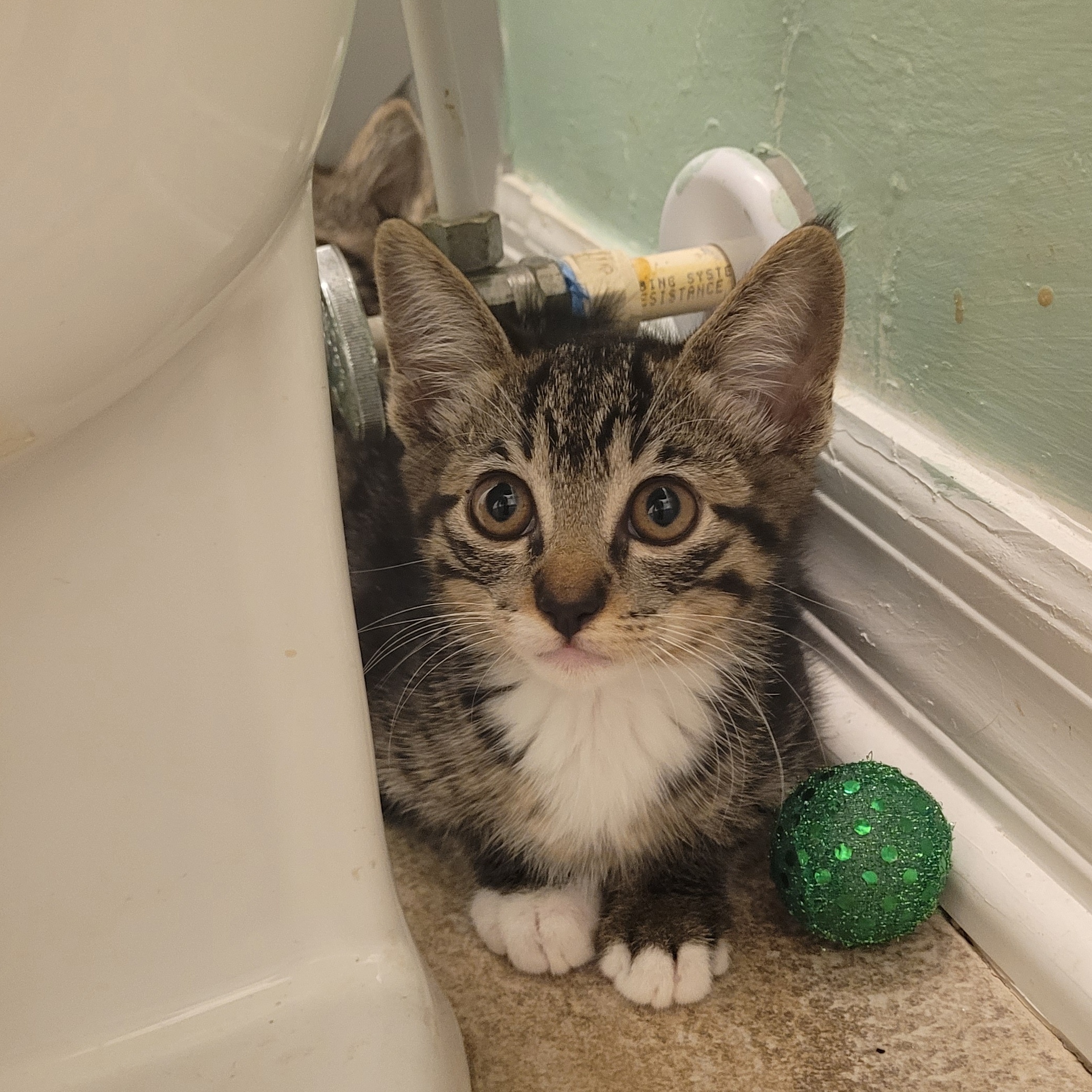 Enlarge Rocky Road, a Adopted Tabby in Saint Pete Beach, FL image 1/3