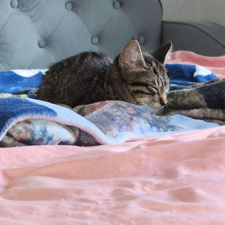 Enlarge Rocky Road, a Adopted Tabby in Saint Pete Beach, FL image 3/3