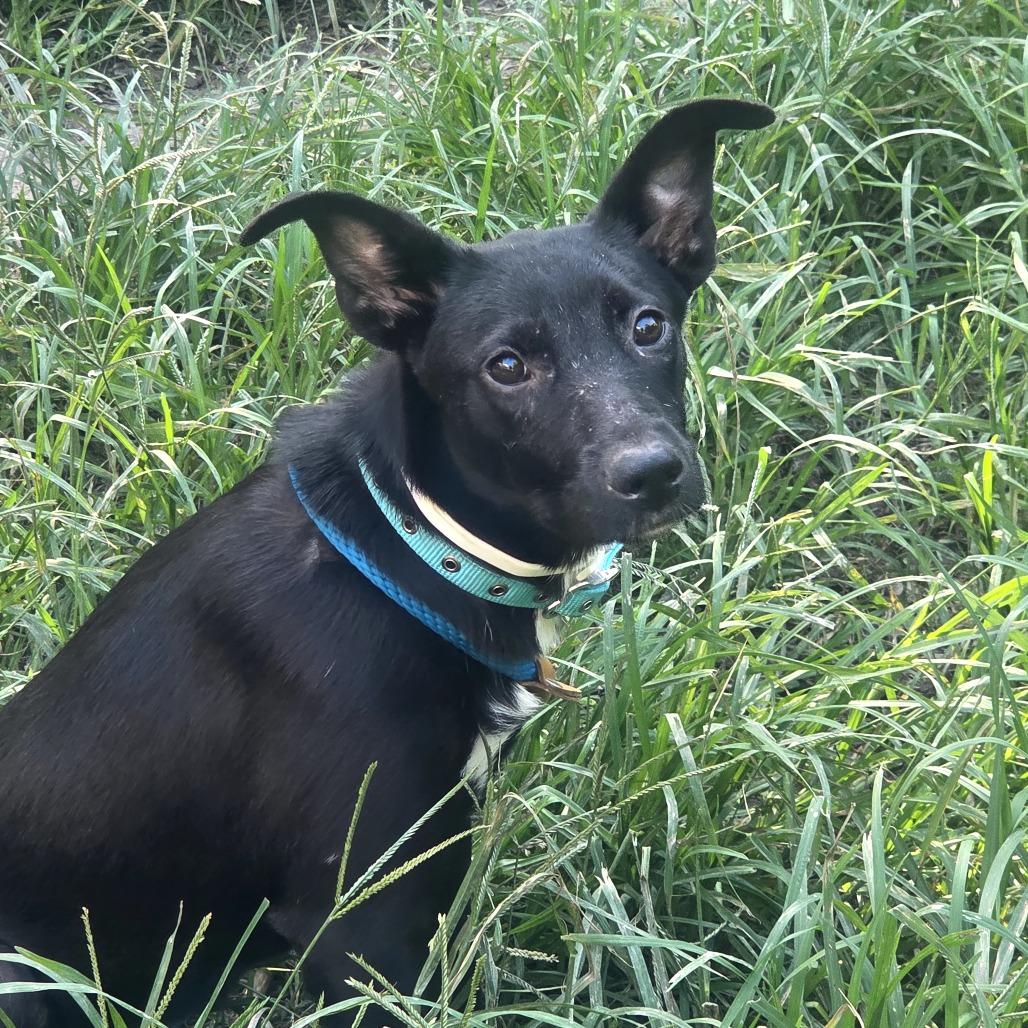 Enlarge Darby, an adopted mixed breed in Anderson, TX image 1/1