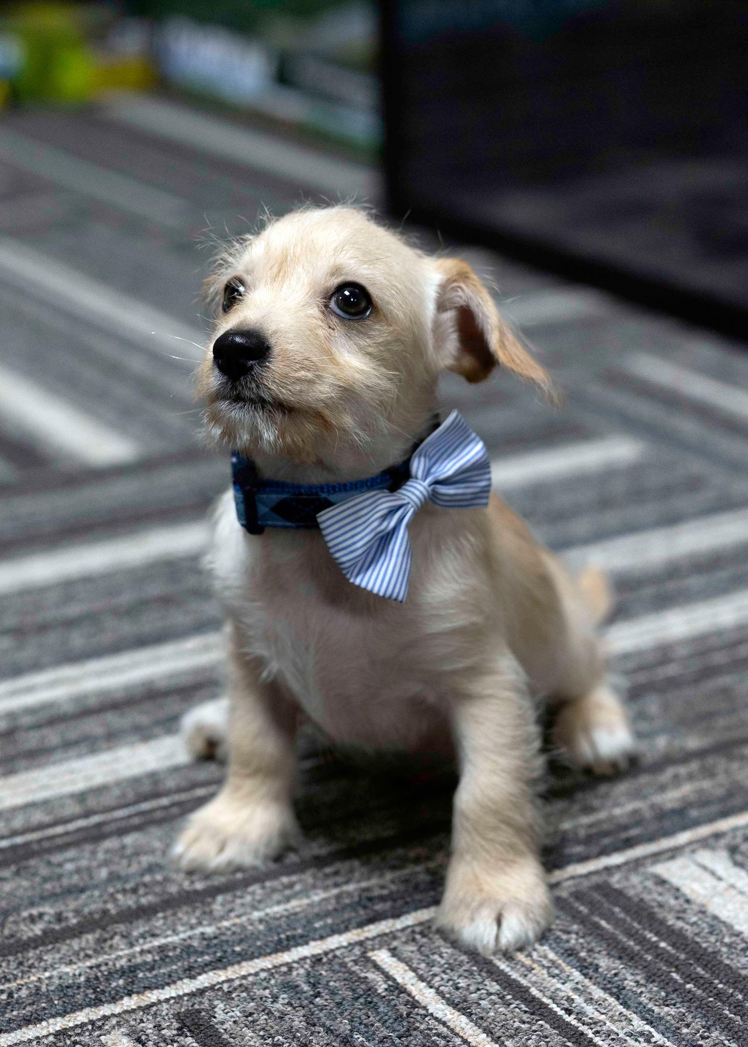 Beta, a Adopted mixed breed in West Richland, WA image 1/4