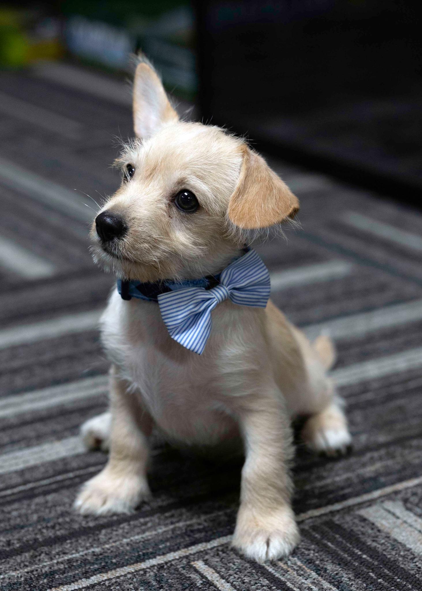Beta, a Adopted mixed breed in West Richland, WA image 3/4