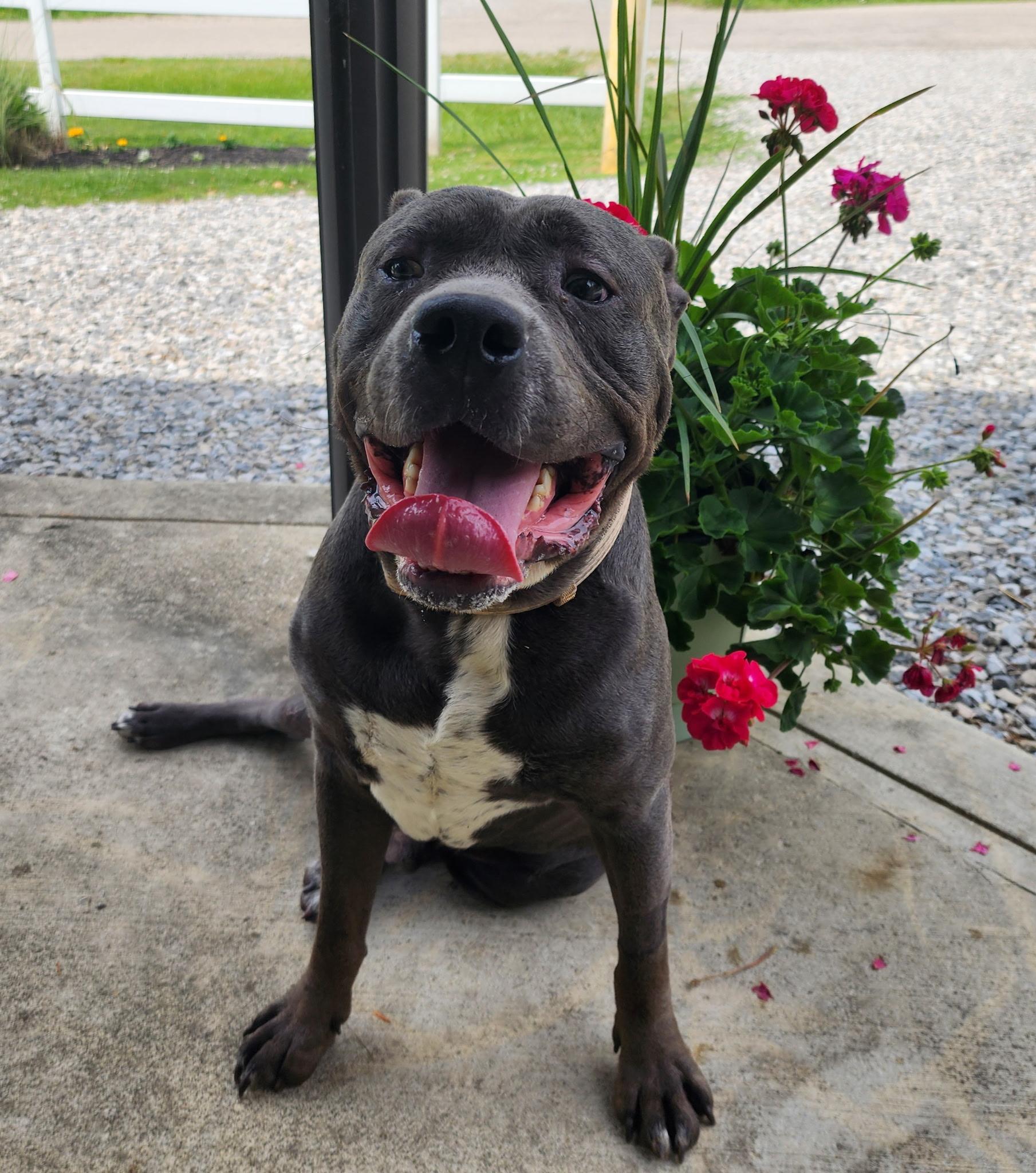 Enlarge Ace, a ADOPTABLE mixed breed in New Albany, OH image 1/3