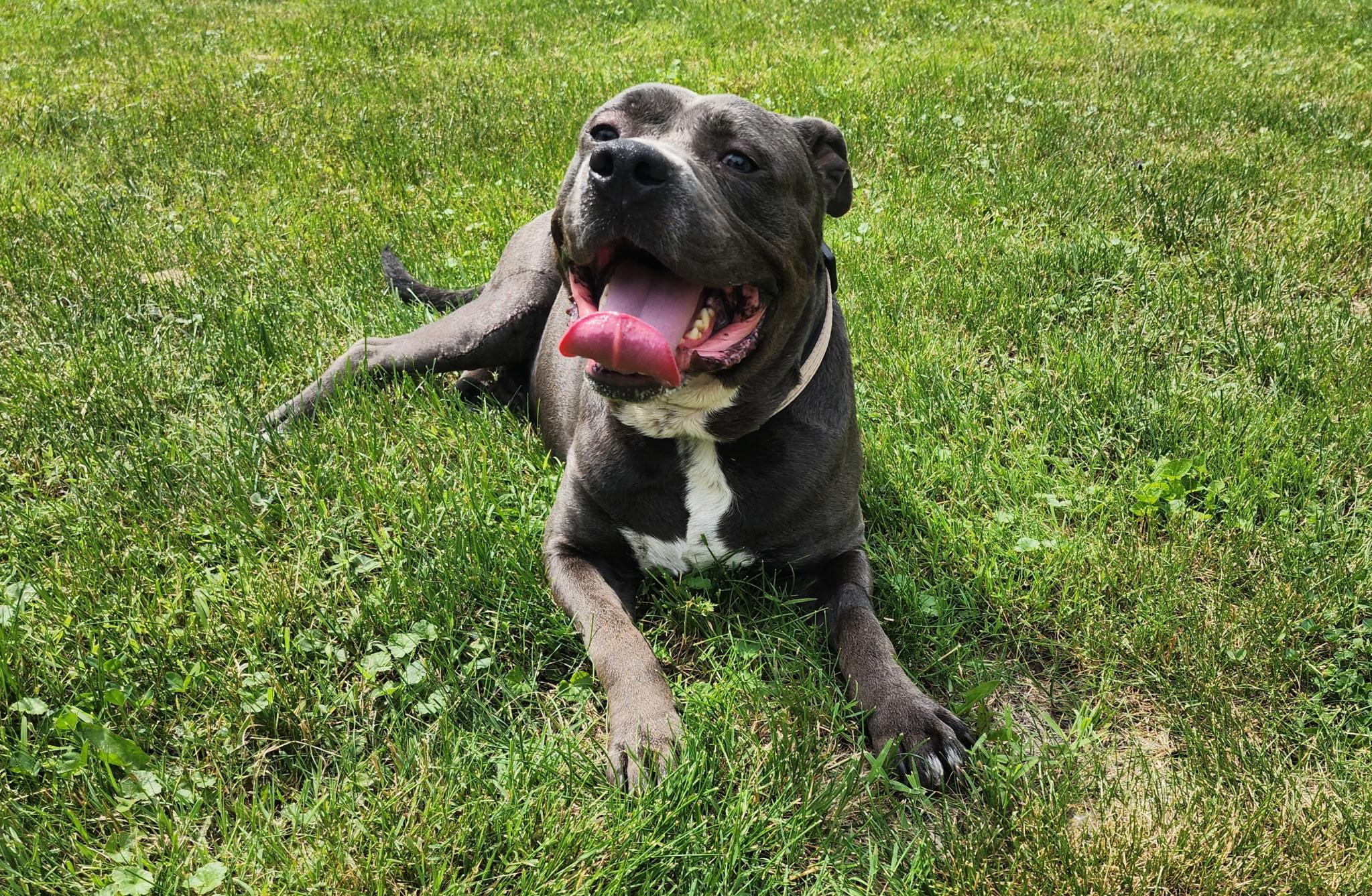 Enlarge Ace, a ADOPTABLE mixed breed in New Albany, OH image 2/3