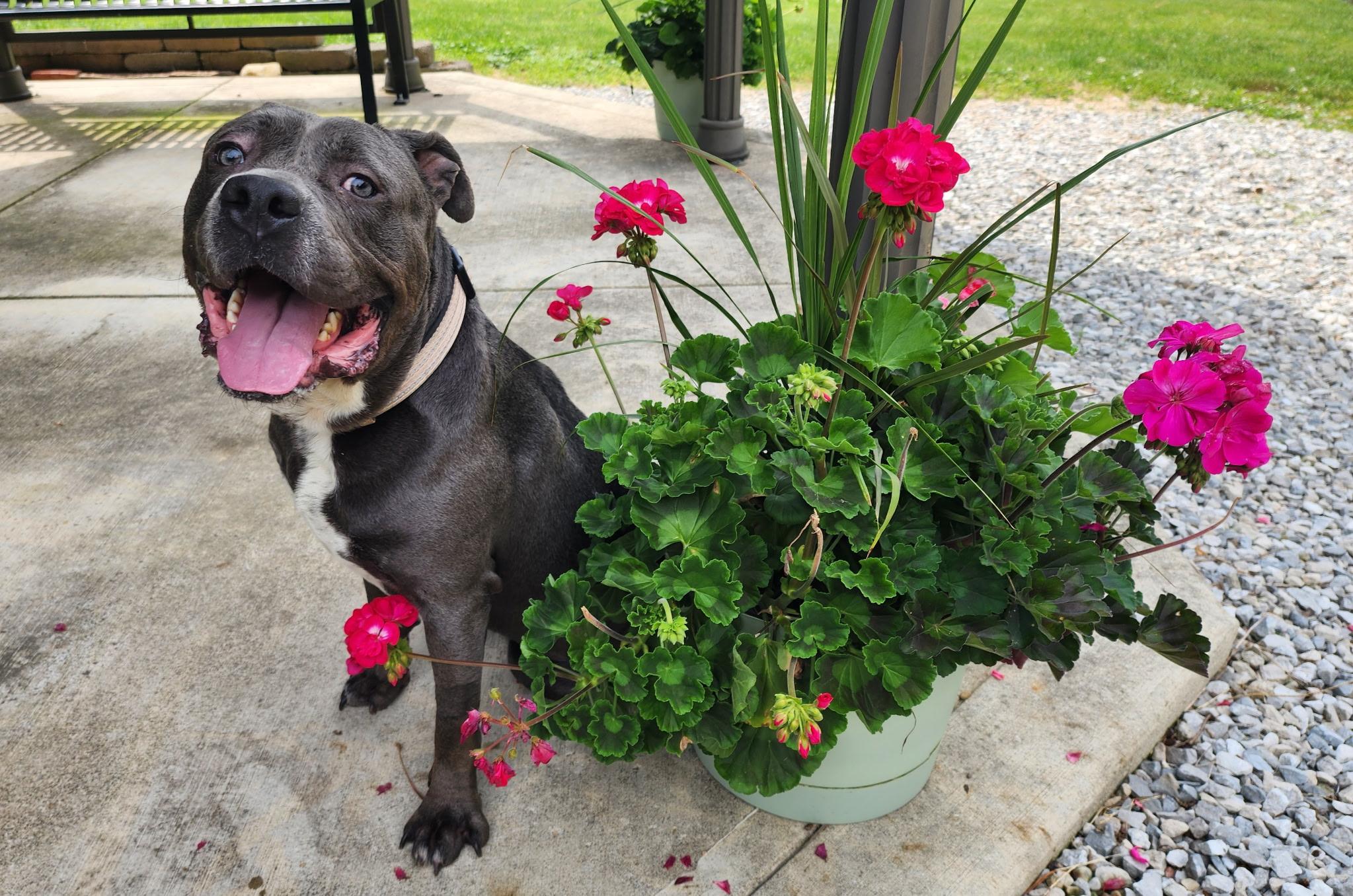 Enlarge Ace, a ADOPTABLE mixed breed in New Albany, OH image 3/3