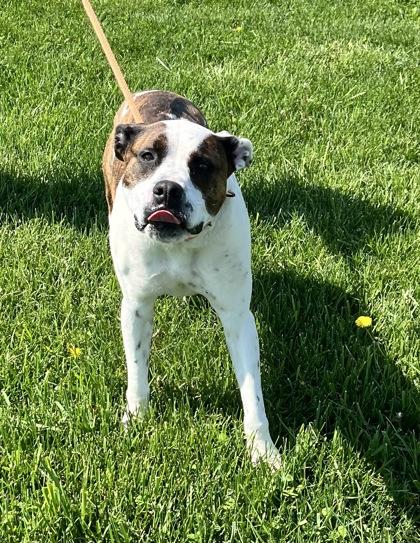 Goose, Adoptable, Adult Male Terrier & Mixed Breed.