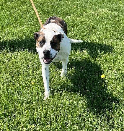 Goose, a Adoptable mixed breed in Columbus, IN image 2/3
