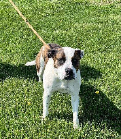 Goose, a Adoptable mixed breed in Columbus, IN image 3/3