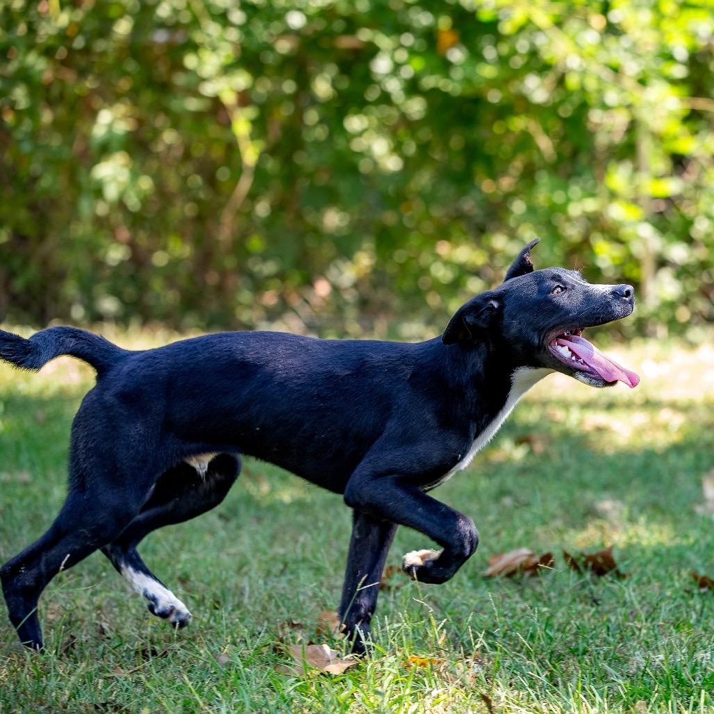 Enlarge Camper, a Adoptable mixed breed in Livingston, TX image 1/6