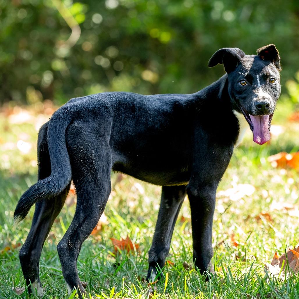 Enlarge Camper, a Adoptable mixed breed in Livingston, TX image 2/6