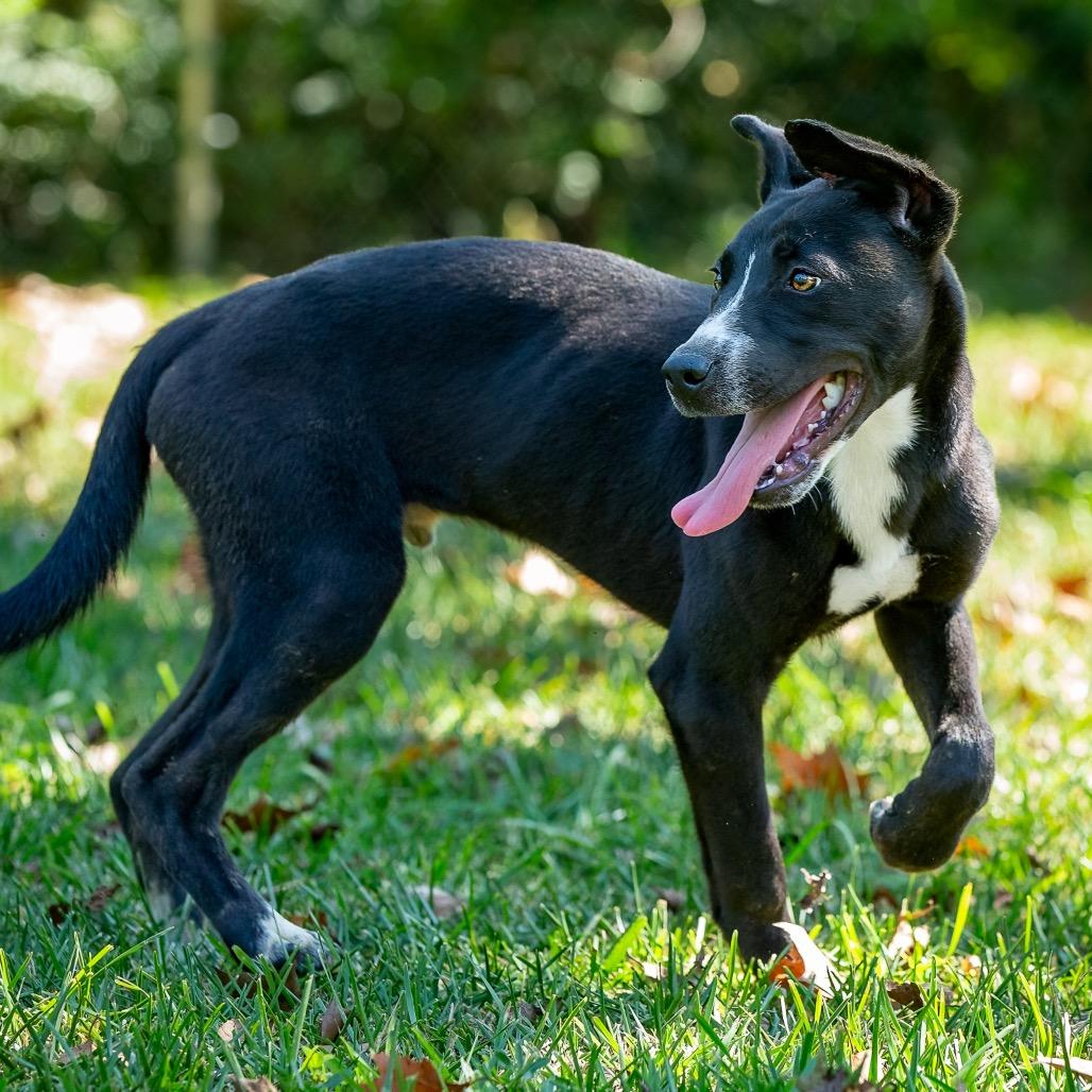 Enlarge Camper, a Adoptable mixed breed in Livingston, TX image 3/6