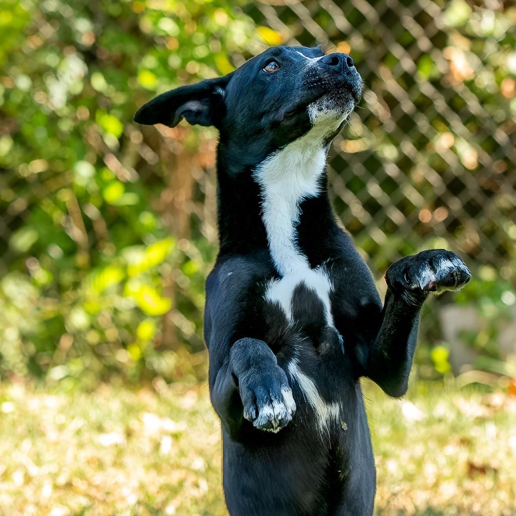 Enlarge Camper, a Adoptable mixed breed in Livingston, TX image 4/6