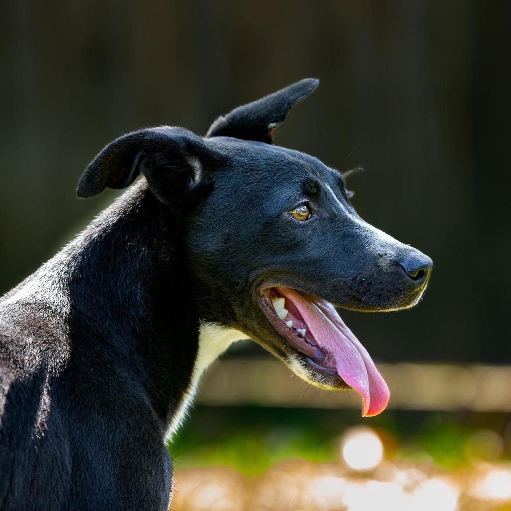 Enlarge Camper, a Adoptable mixed breed in Livingston, TX image 5/6