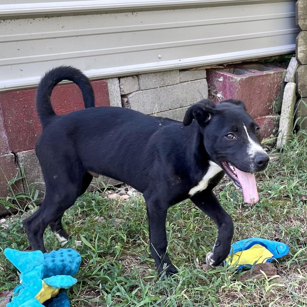 Enlarge Camper, a Adoptable mixed breed in Livingston, TX image 6/6