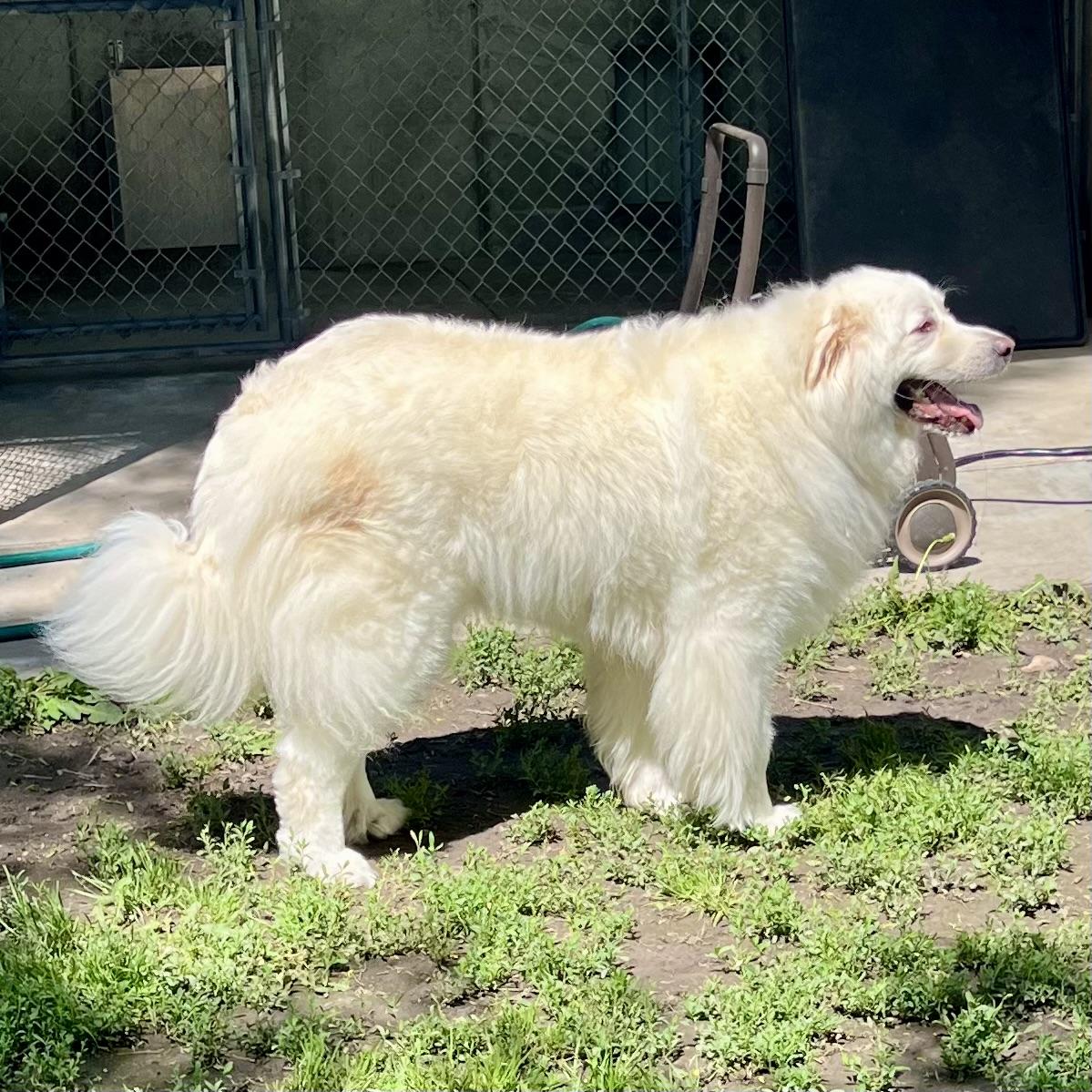 Yuki, a ADOPTABLE Great Pyrenees in Albany, MO image 6/6