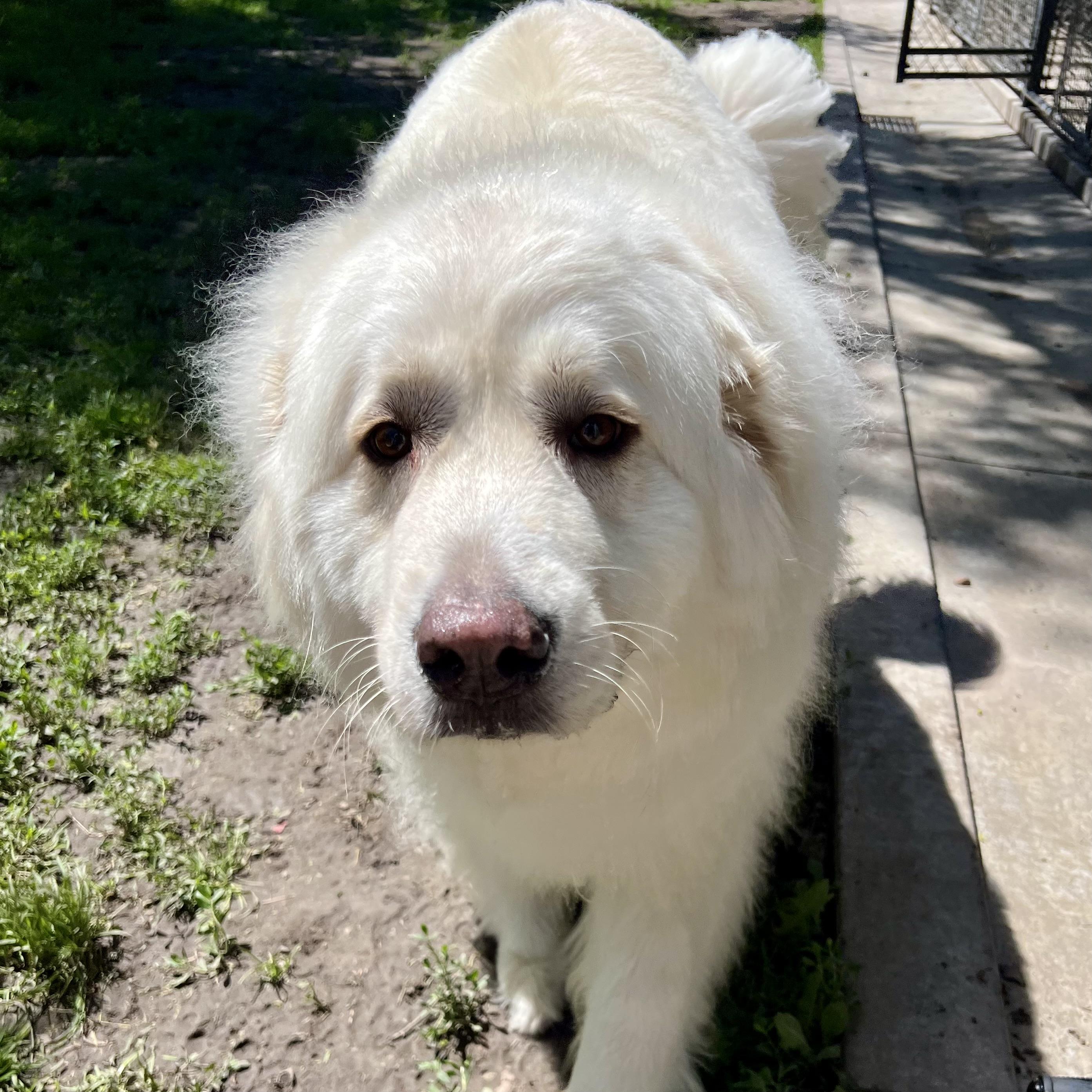 Yuki, a ADOPTABLE Great Pyrenees in Albany, MO image 4/6