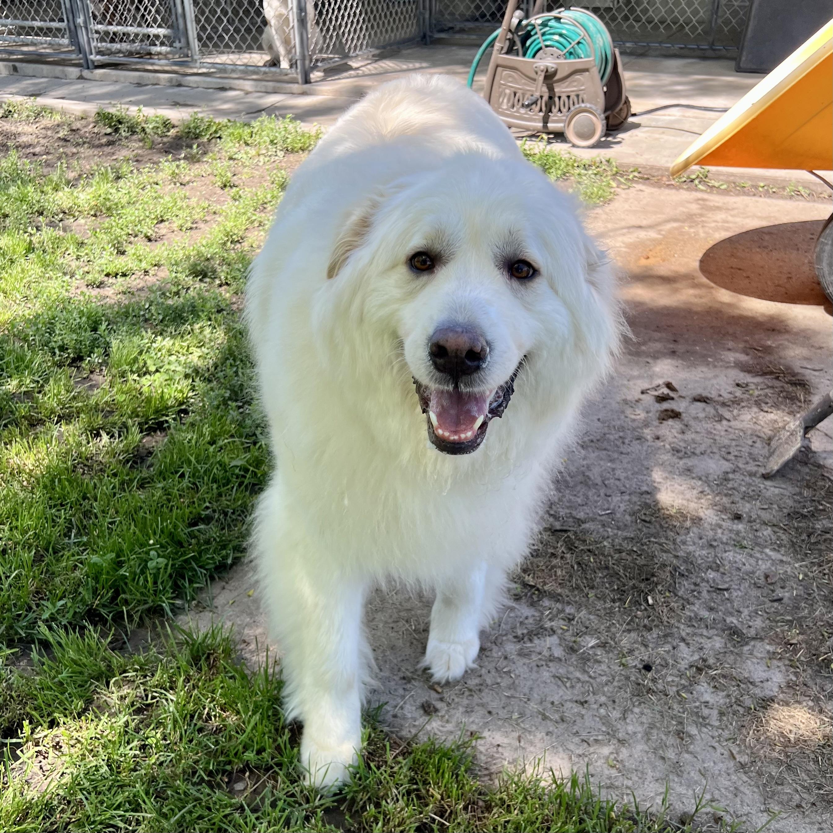 Yuki, ADOPTABLE, Adult Female Great Pyrenees.