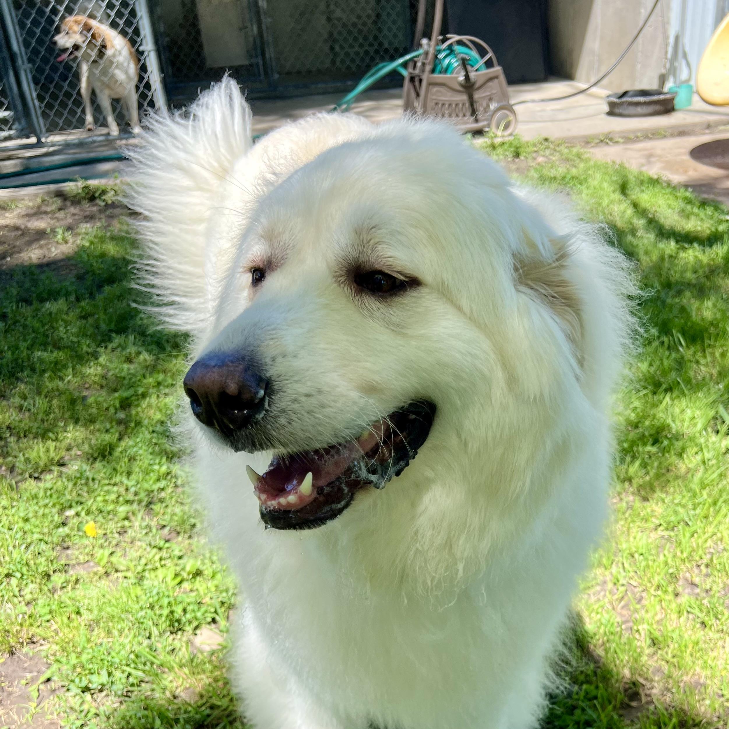 Yuki, a ADOPTABLE Great Pyrenees in Albany, MO image 3/6