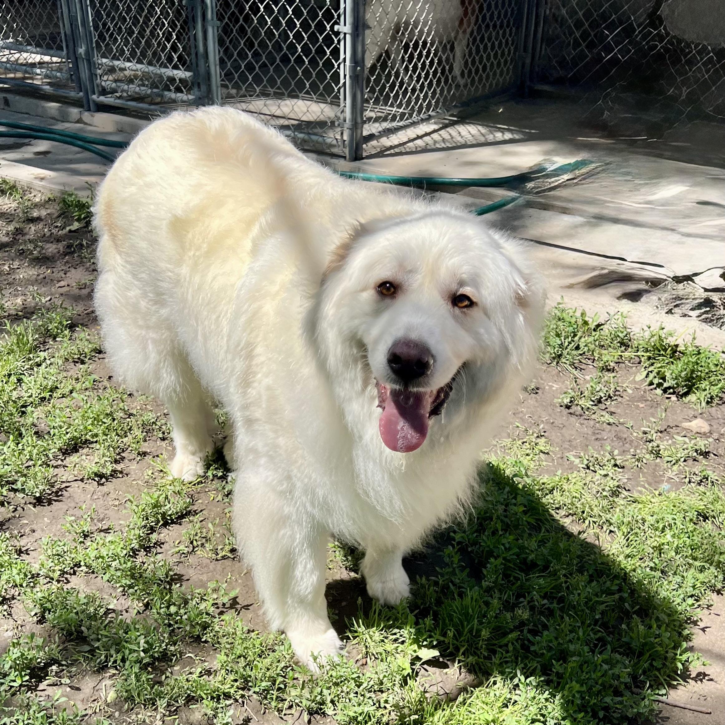 Yuki, a ADOPTABLE Great Pyrenees in Albany, MO image 2/6