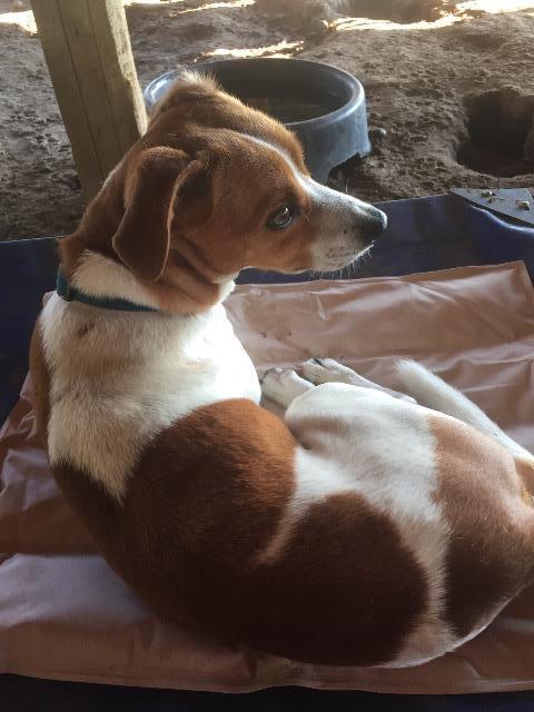 Enlarge Gilmore, a Adoptable mixed breed in Quinlan, TX image 1/6