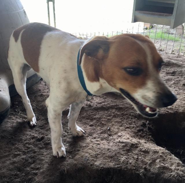 Enlarge Gilmore, a Adoptable mixed breed in Quinlan, TX image 2/6