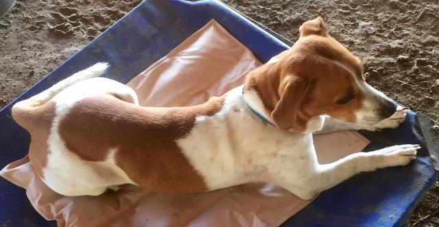 Enlarge Gilmore, a Adoptable mixed breed in Quinlan, TX image 3/6
