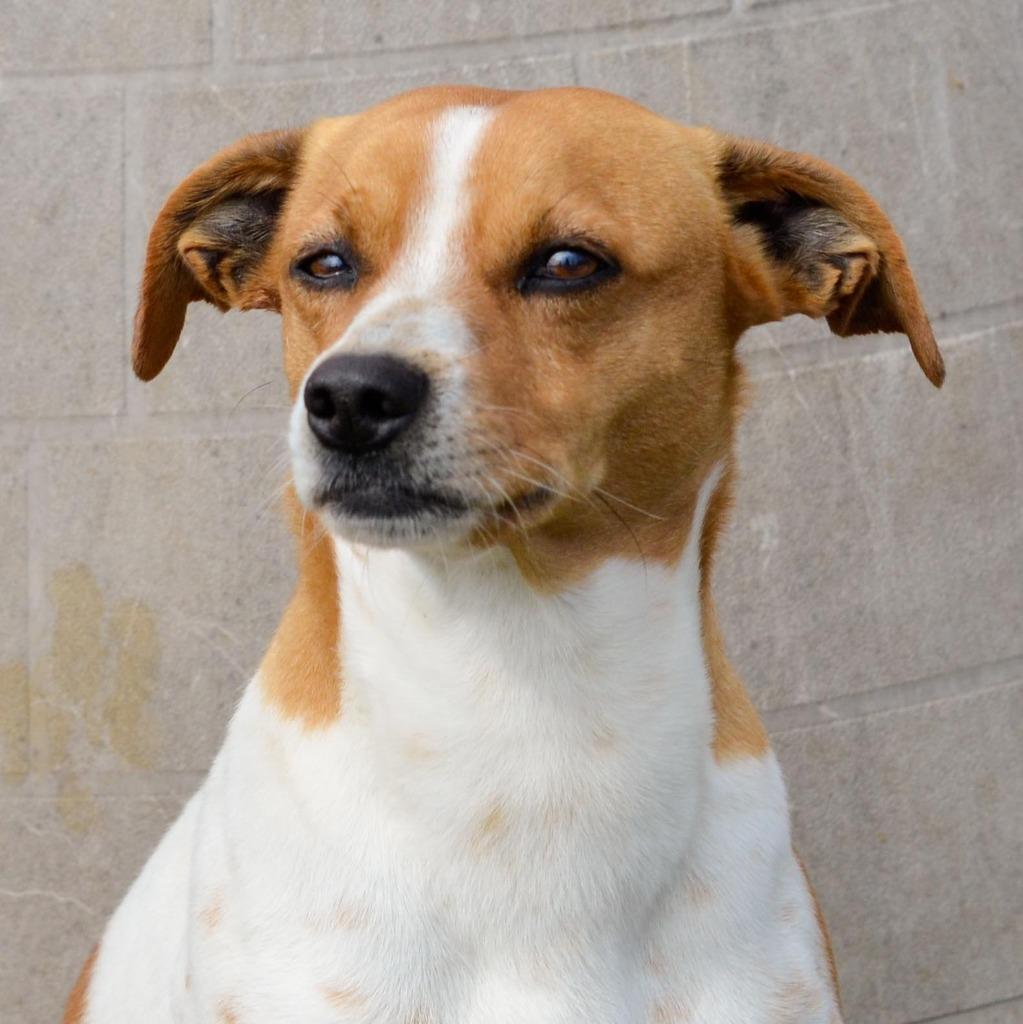 Enlarge Gilmore, a Adoptable mixed breed in Quinlan, TX image 4/6