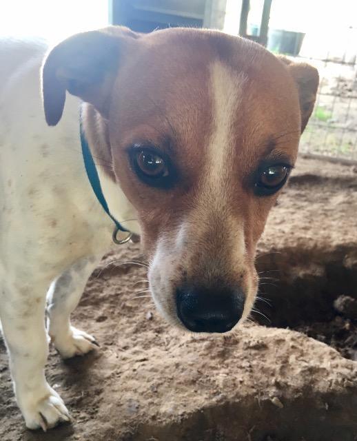 Enlarge Gilmore, a Adoptable mixed breed in Quinlan, TX image 5/6